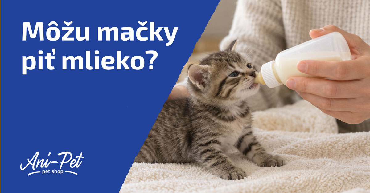 Môžu mačky piť mlieko? Mlieko pre mačiatka a dospelé mačky